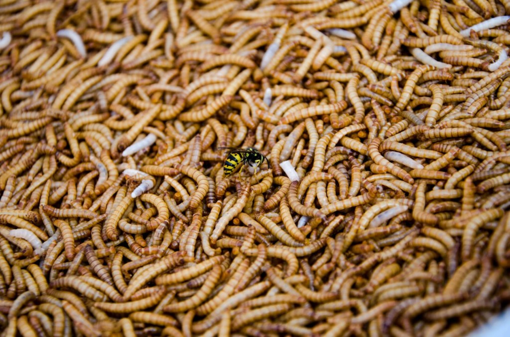 How to Get Rid of Maggots in Bin: 7 Tips